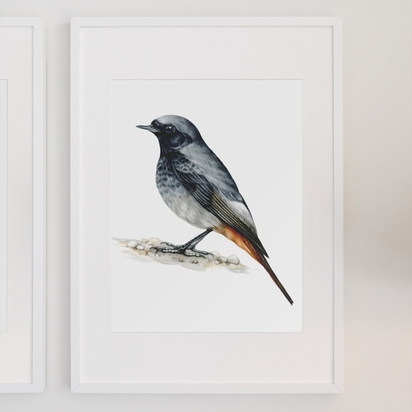 Redstart Bird Wall Art Watercolor Illustration Print Poster Card Unframed - Picture 3 of 7